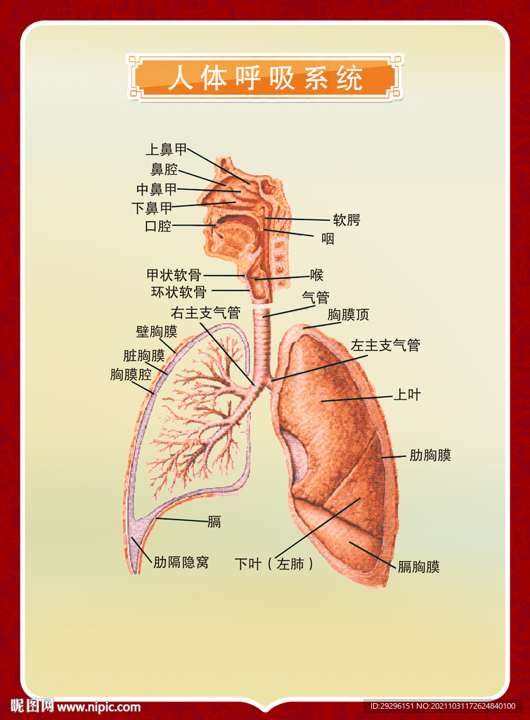 呼吸系统挂图
