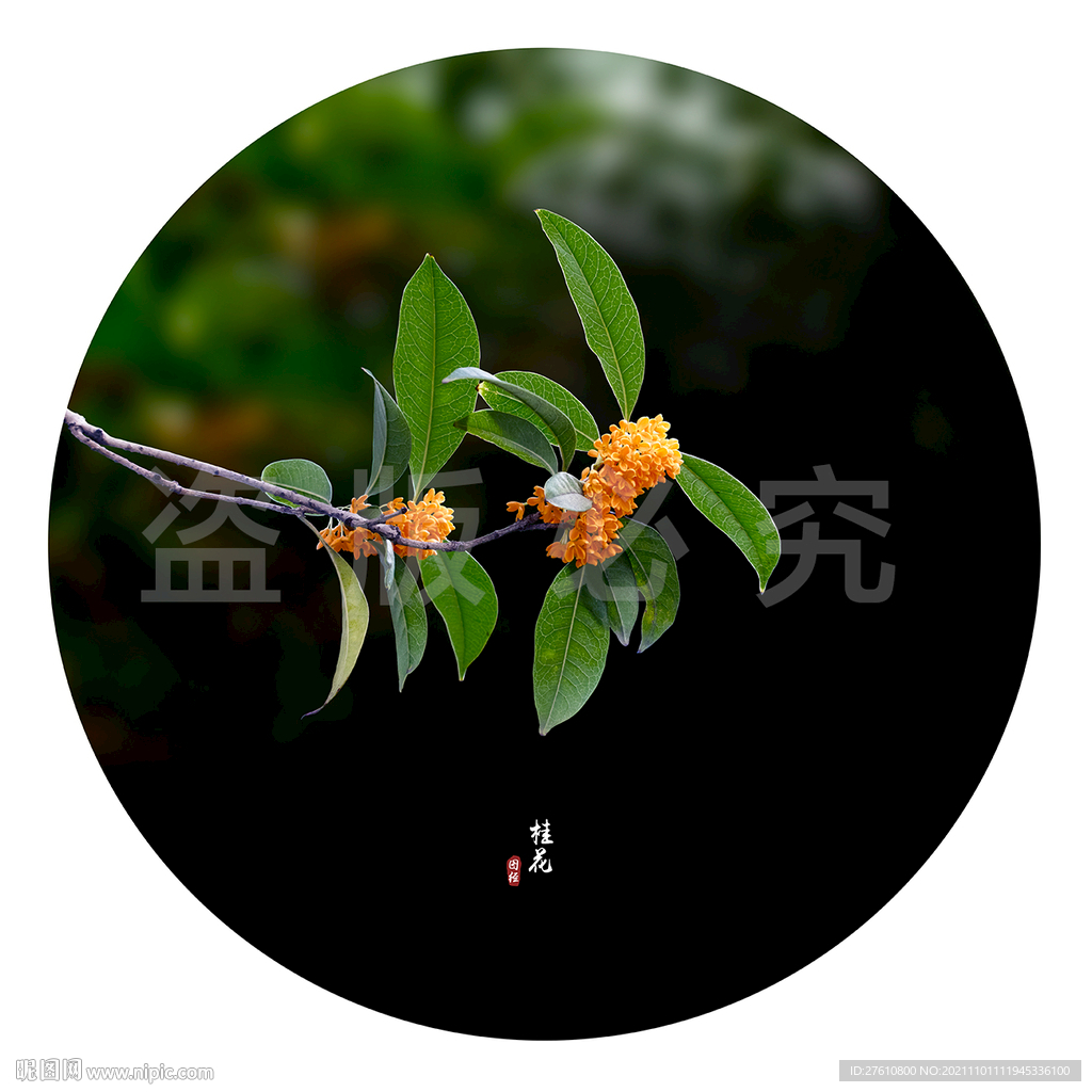 桂花