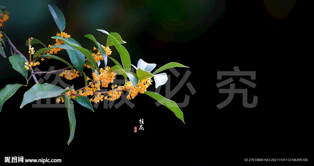 桂花