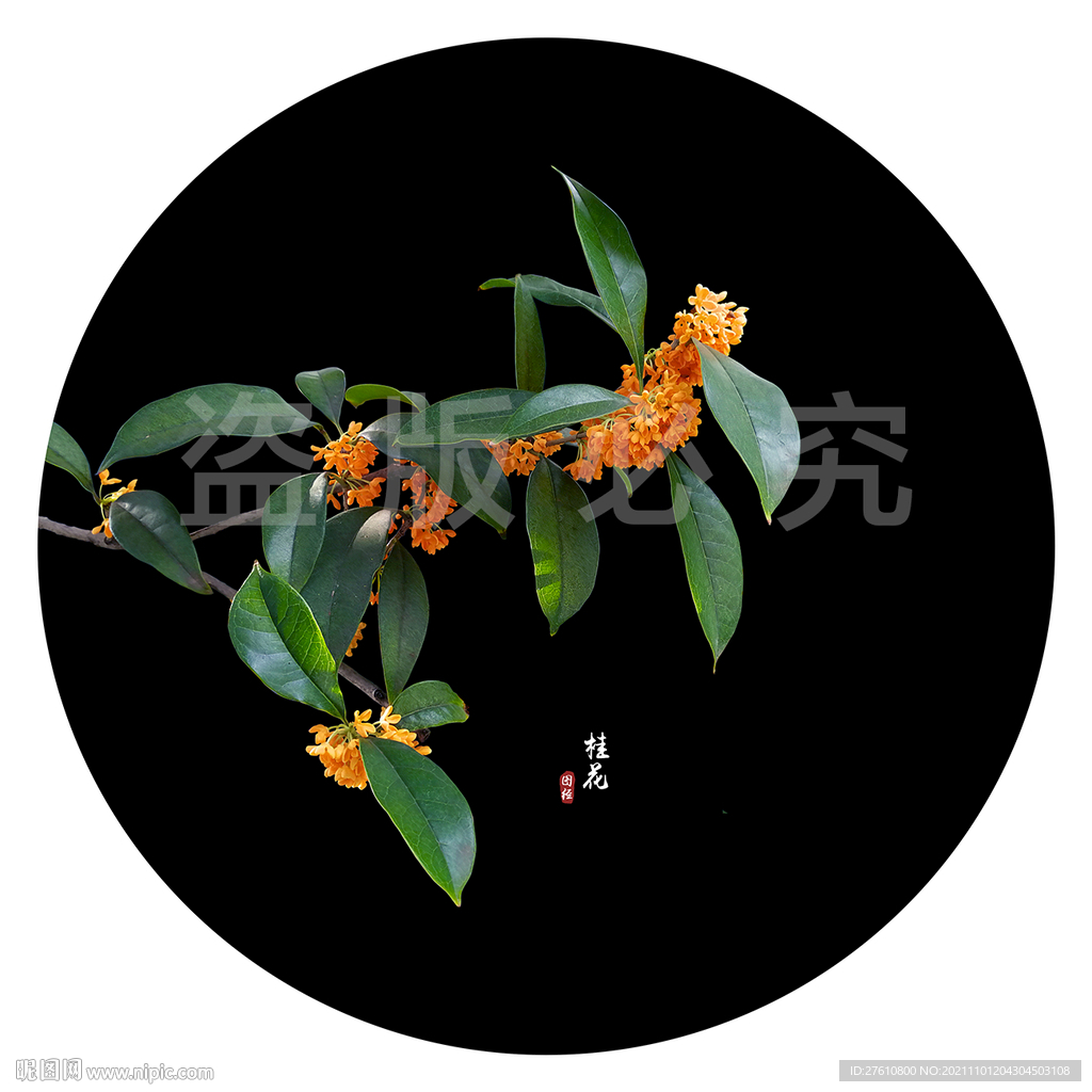 桂花