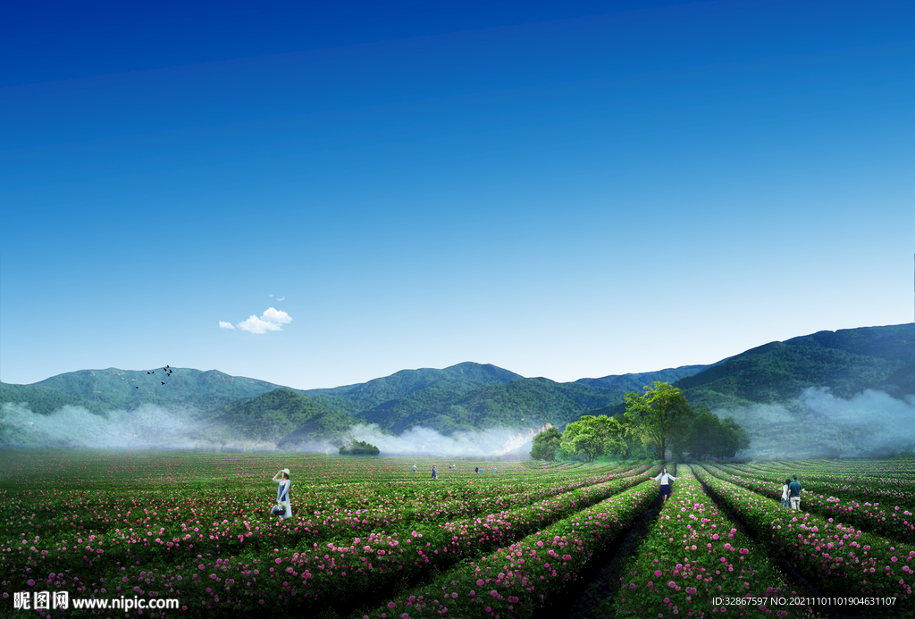 玫瑰花田