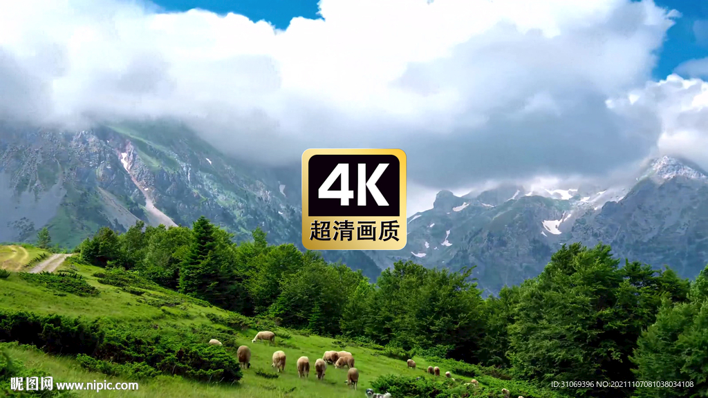 航拍云雾山坡上觅食的羊群