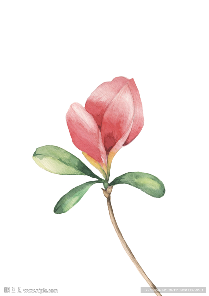 花卉