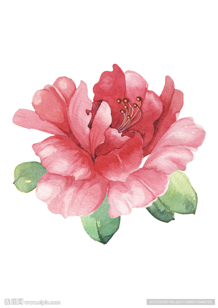 花卉