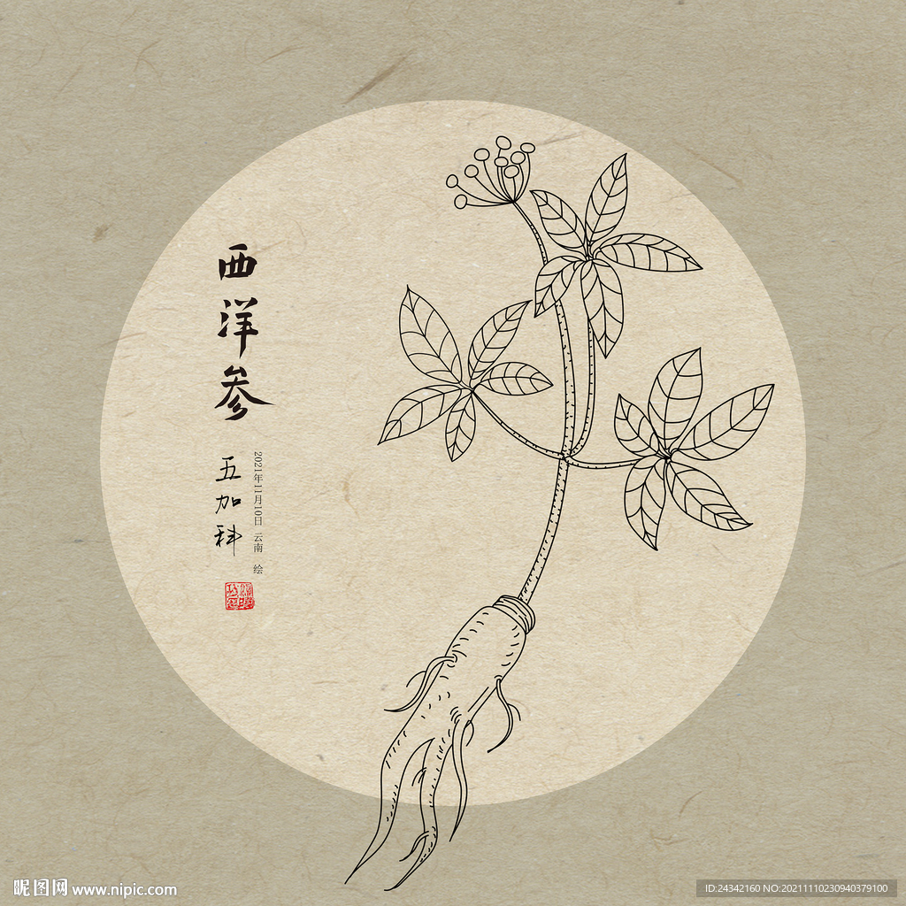 手绘西洋参