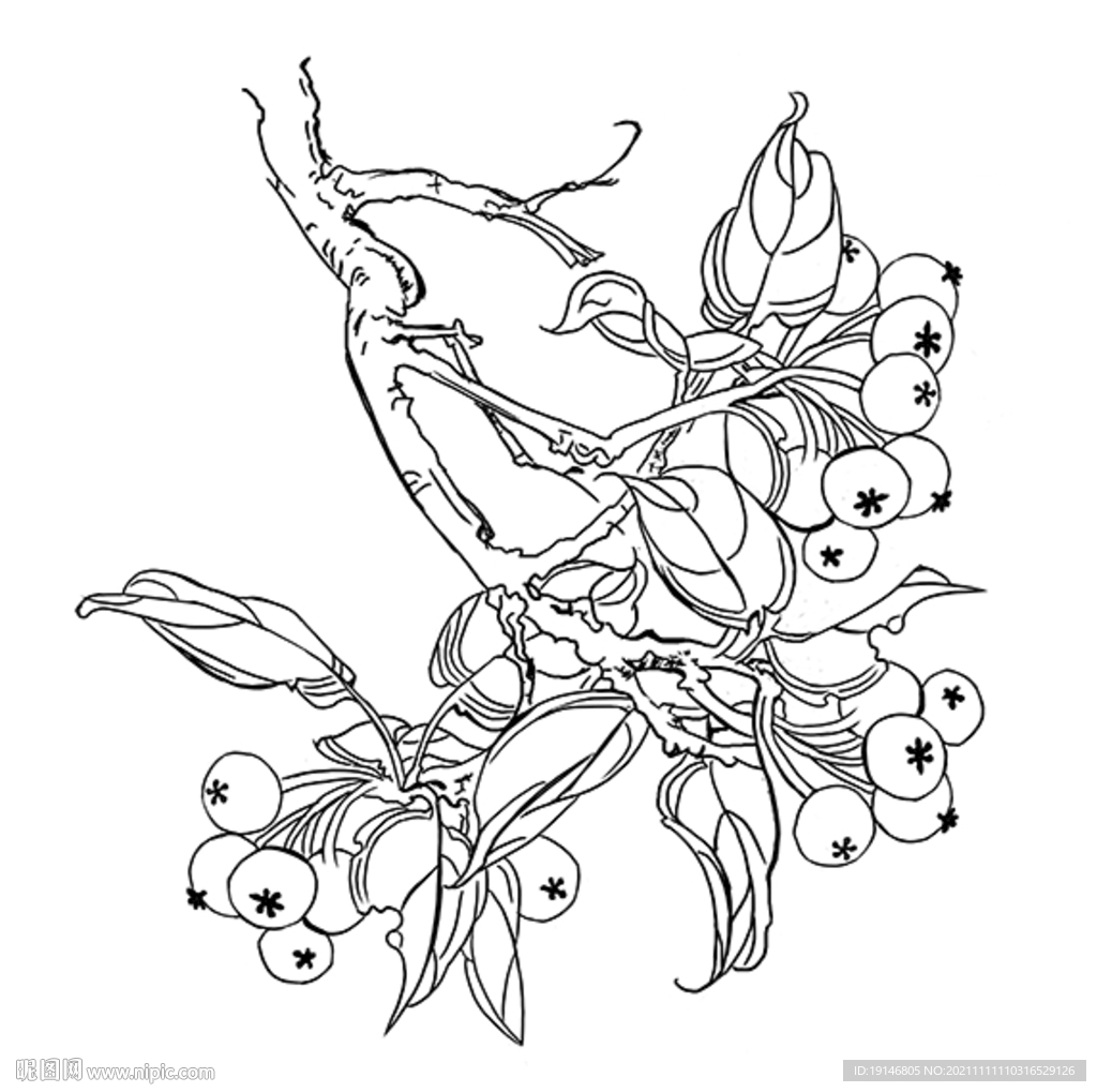 山楂高清分层线描手绘