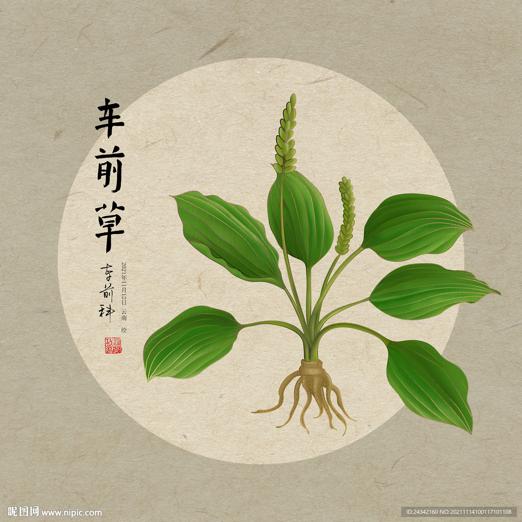 手绘车前草