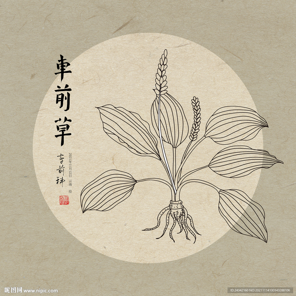 手绘车前草