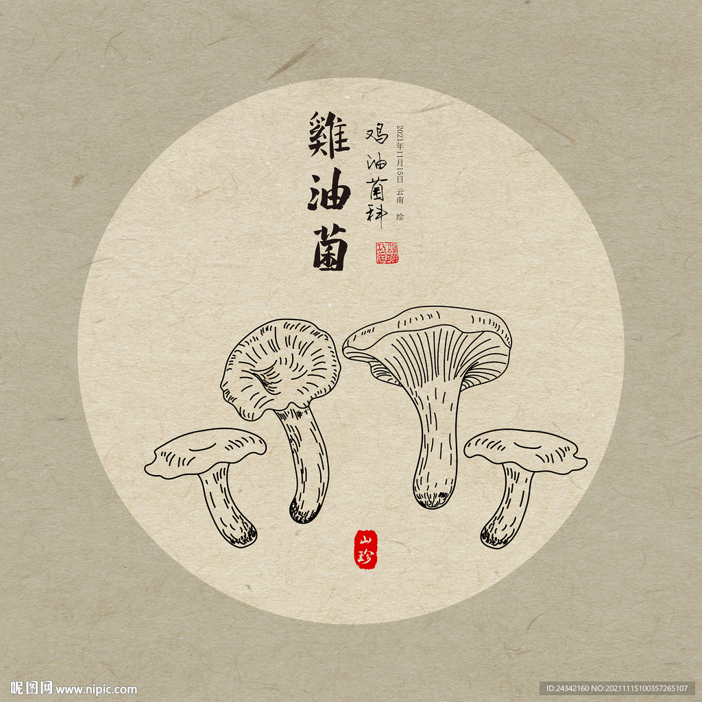 鸡油菌-中国食用菌-图片