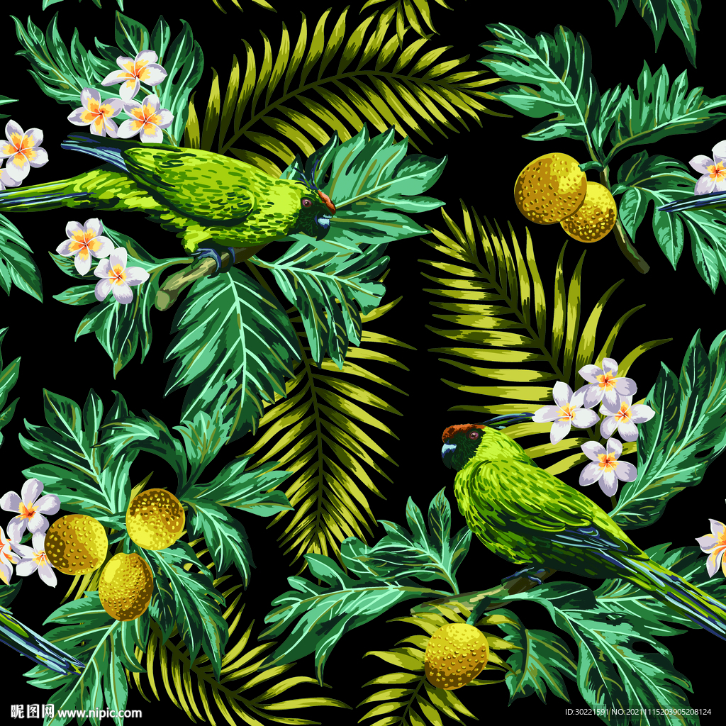 热带 植物 鹦鹉