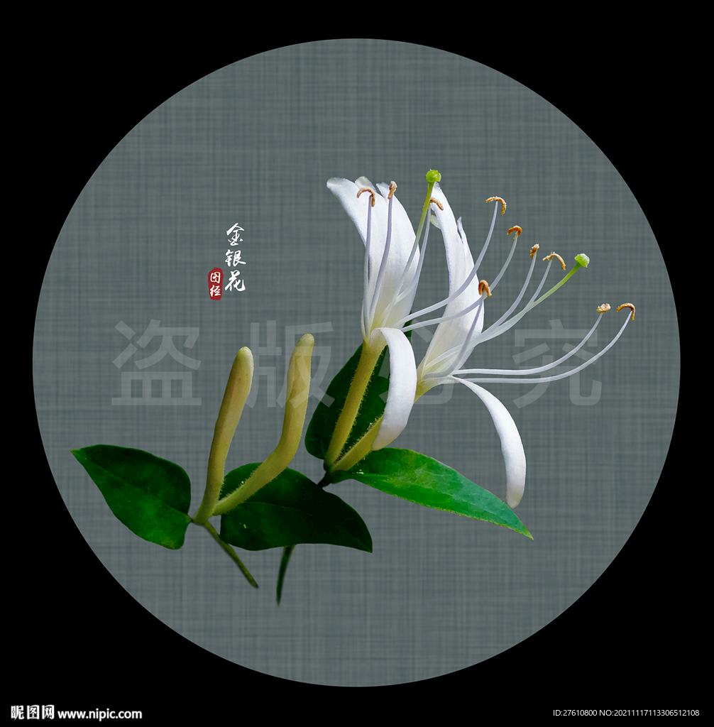 金银花