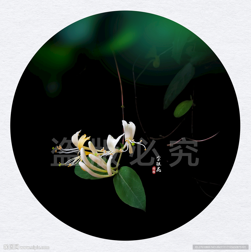 金银花