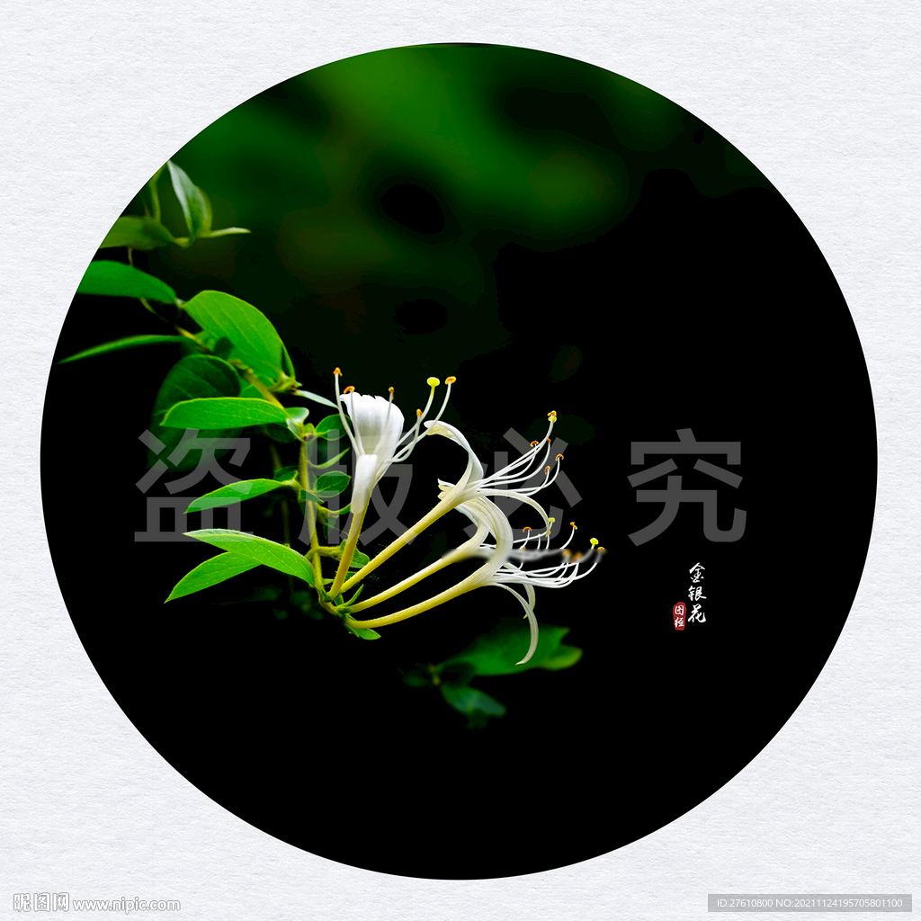 金银花