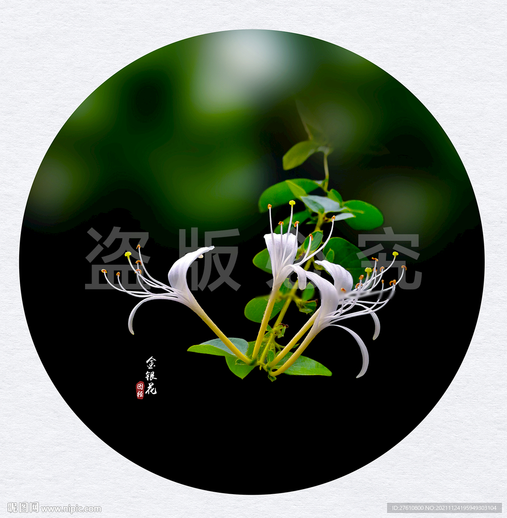 金银花