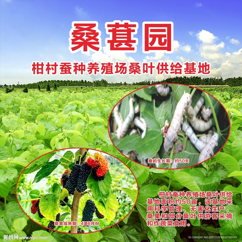 桑葚园基地户外广告