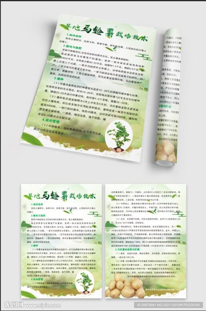 马铃薯栽培技术