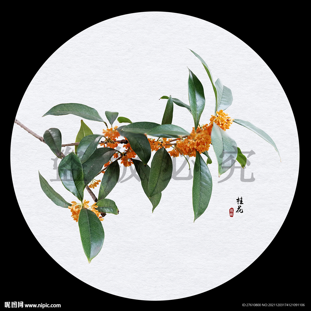 桂花