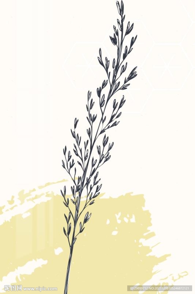 鼠尾草