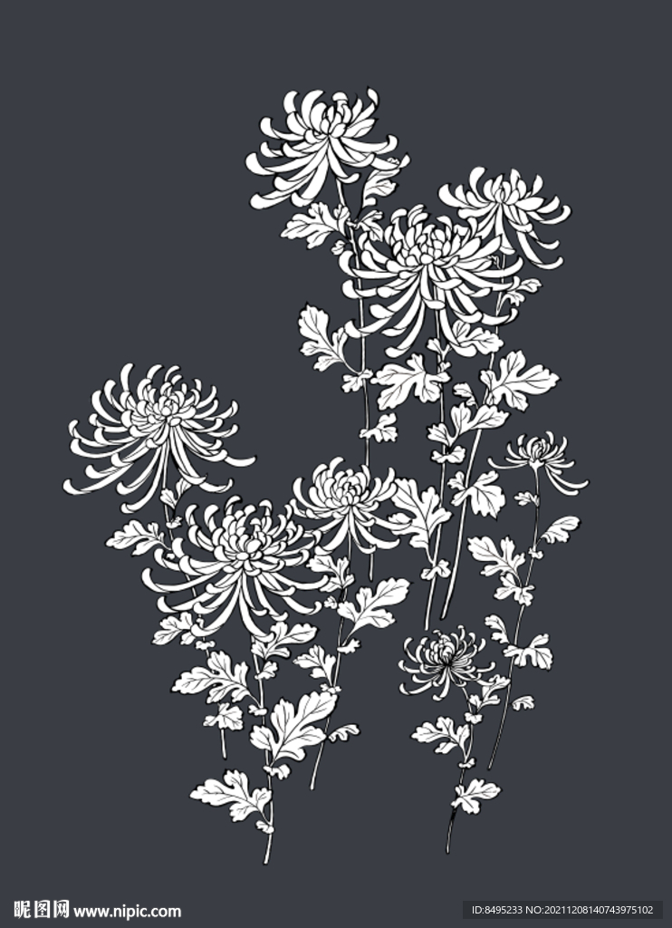 菊花元素素材