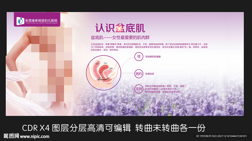 盆底肌的结构和功能