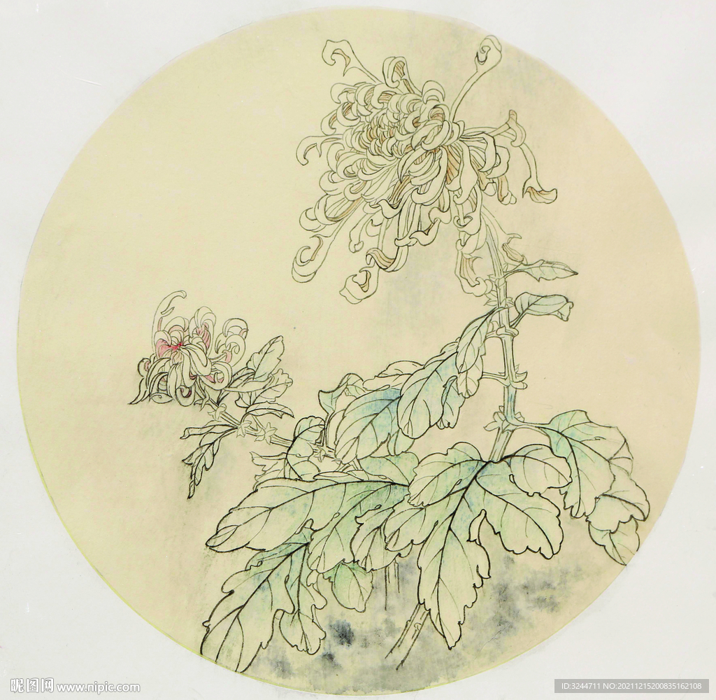 国画菊花