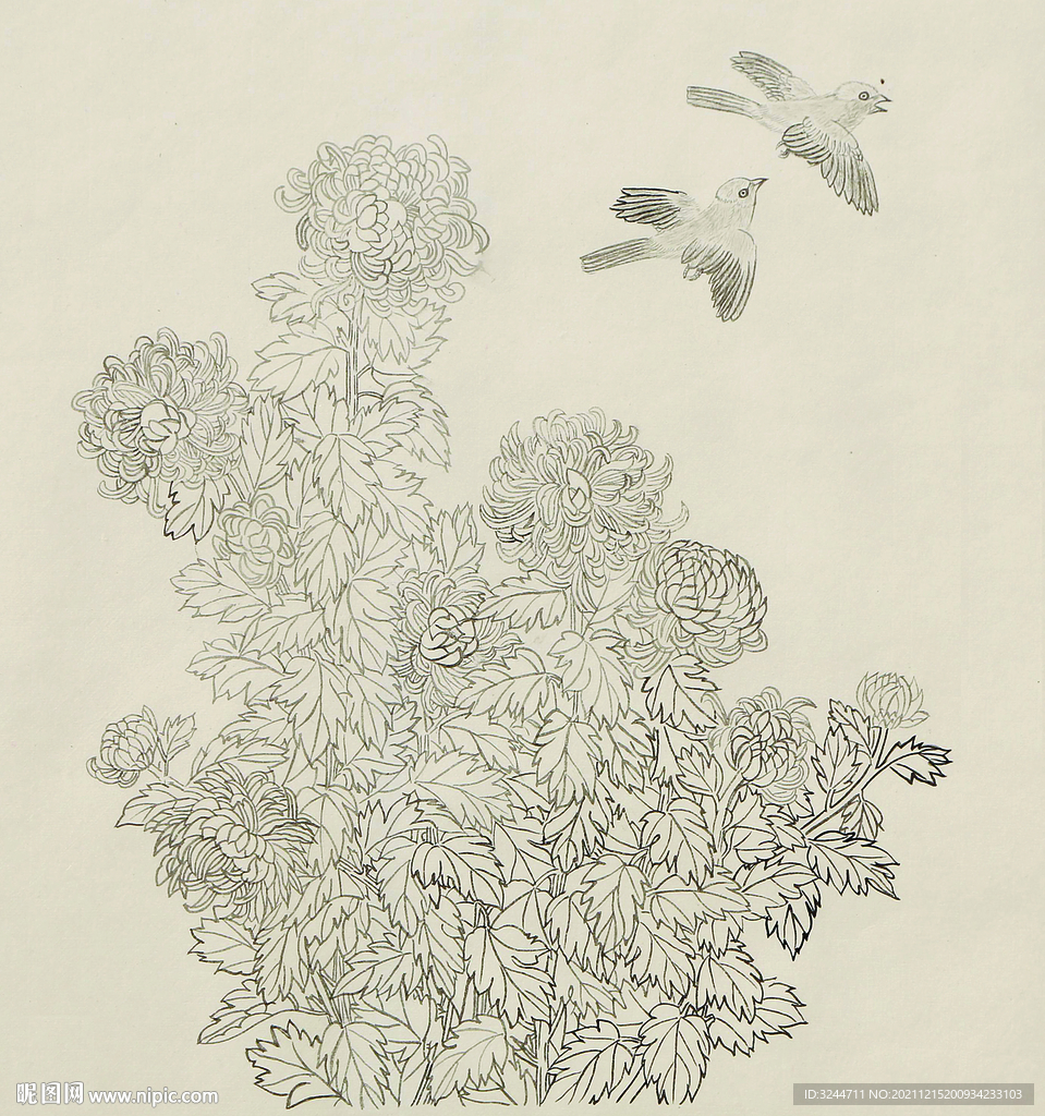 菊花线描国画图小鸟