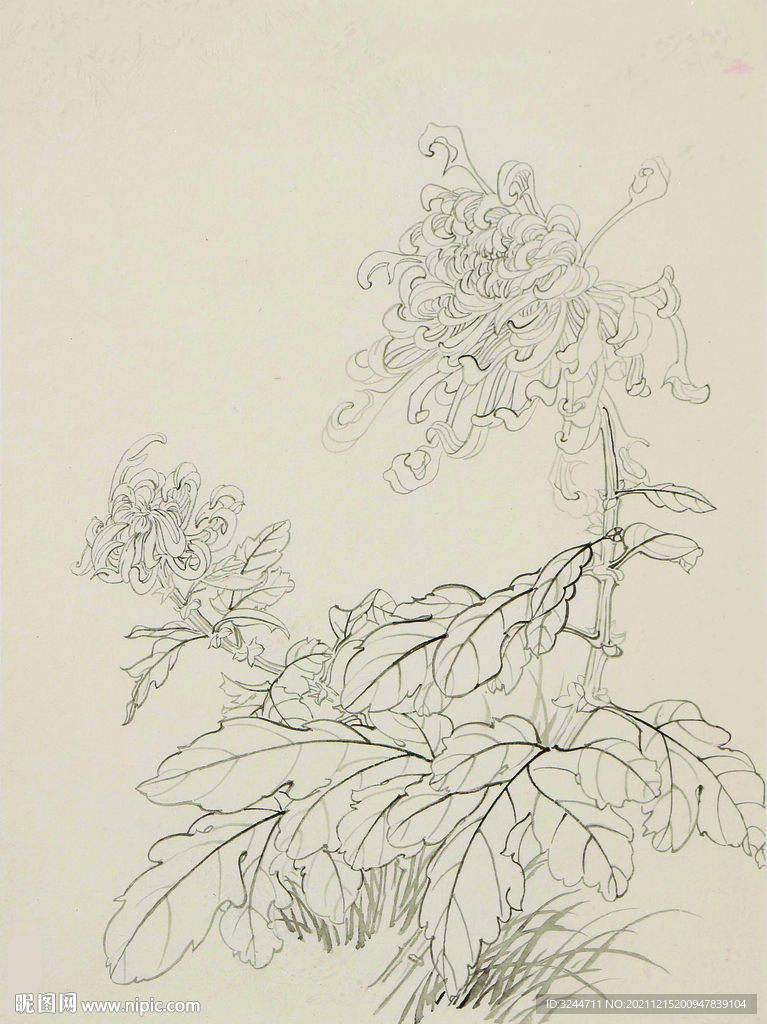 手绘菊花国画图