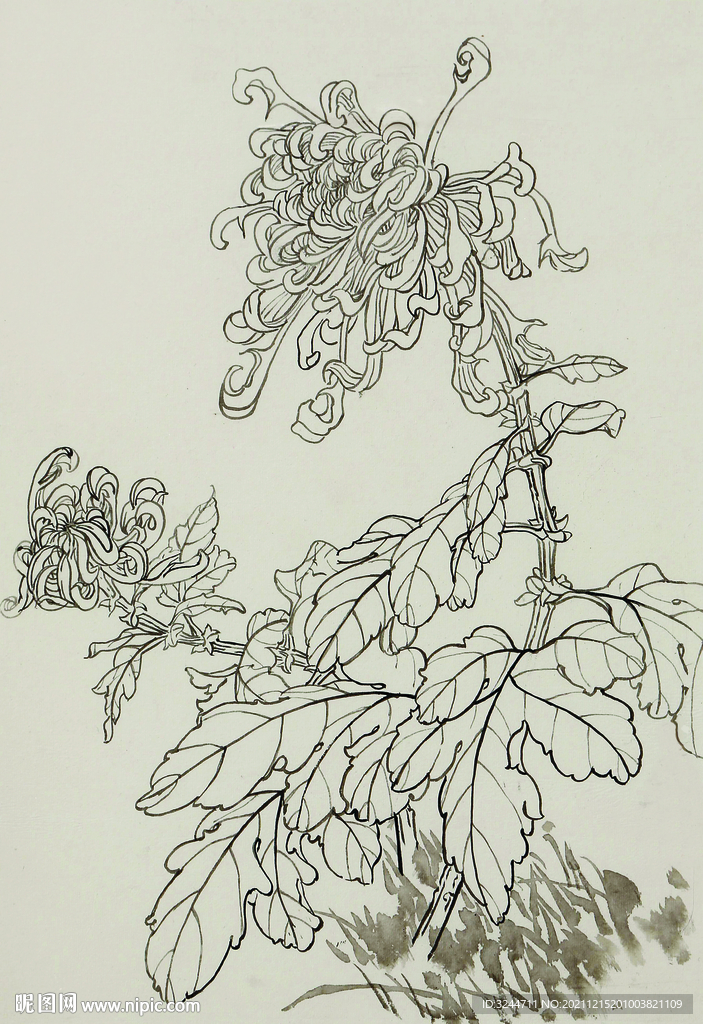 手绘菊花图