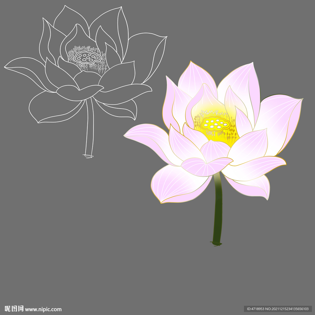 手绘荷花