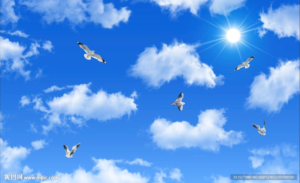 蓝天白云鸽子
