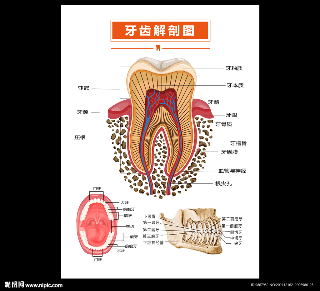 牙齿解剖图片大全 图图片