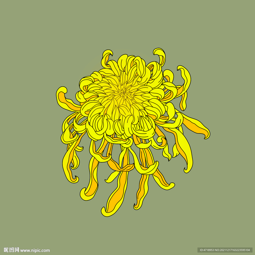 手绘菊花图片