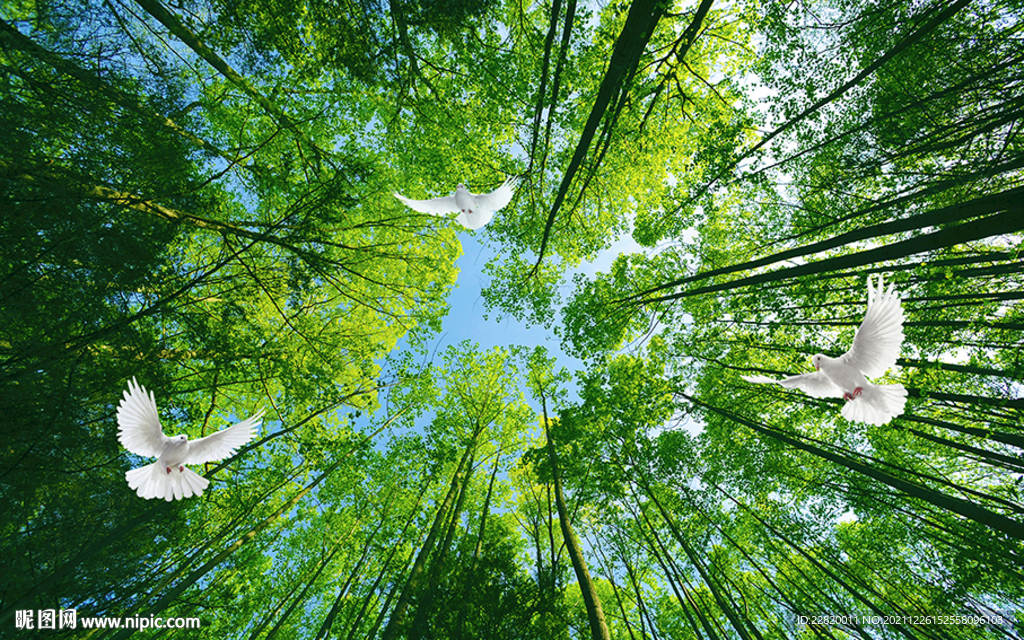 竹林仰视天空
