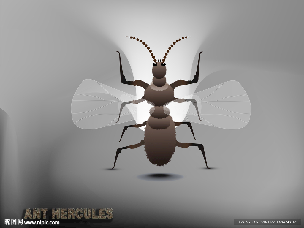 抽象装饰画立体动物蚂蚁