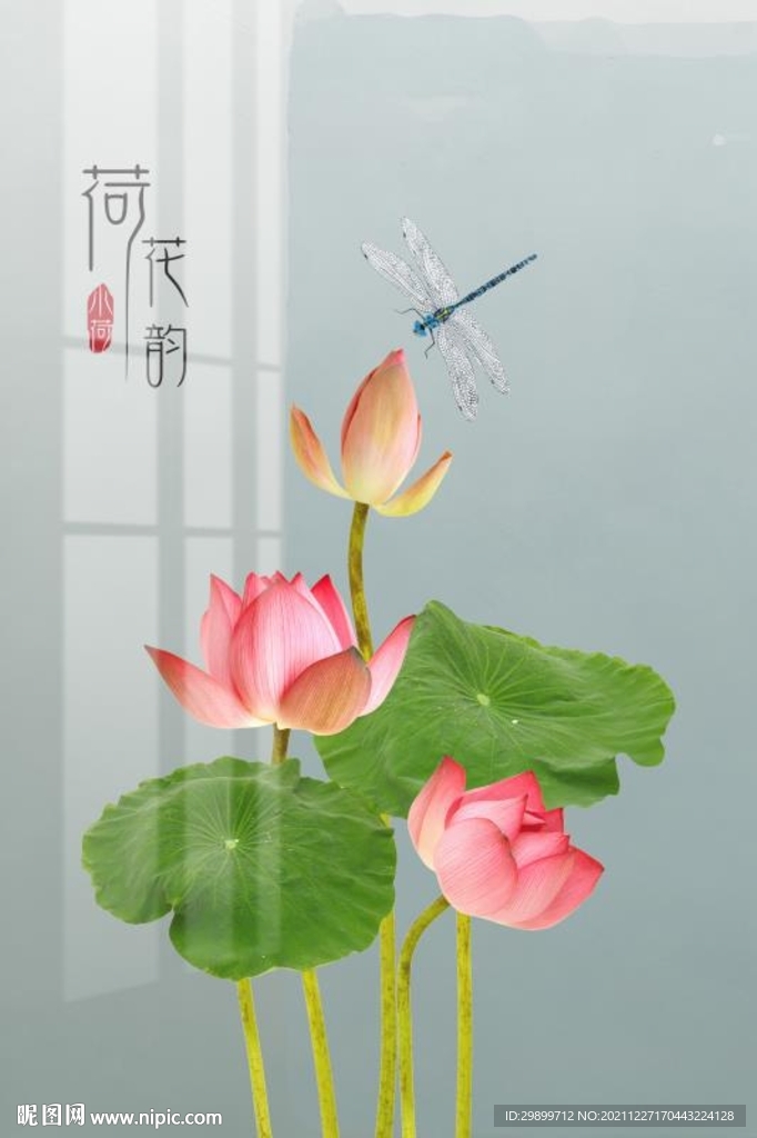 荷花韵