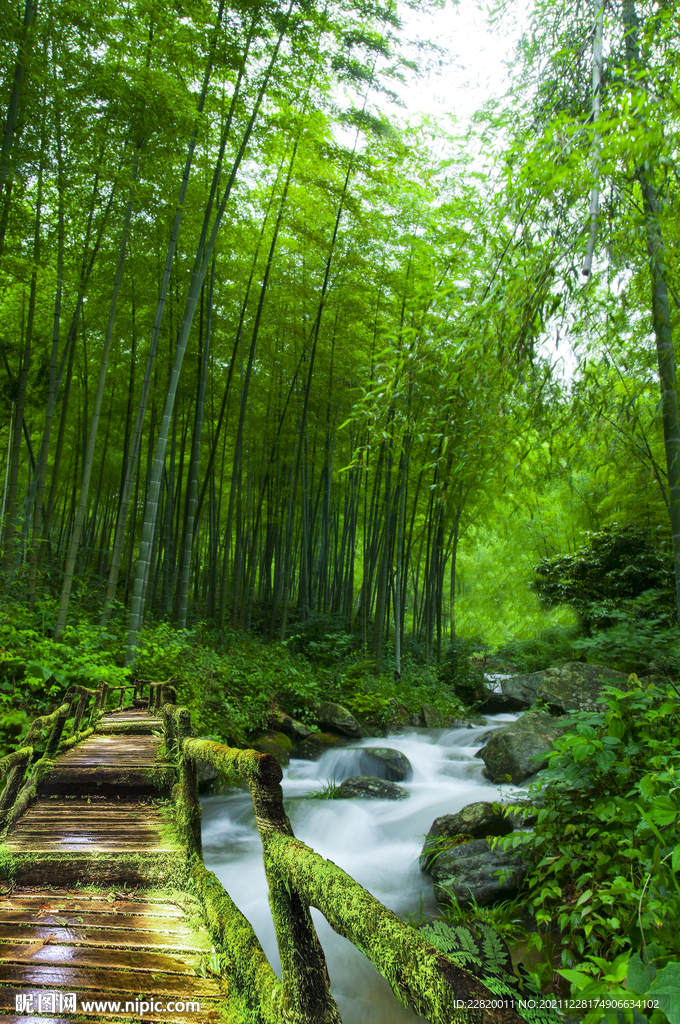 竹林小溪木栈道