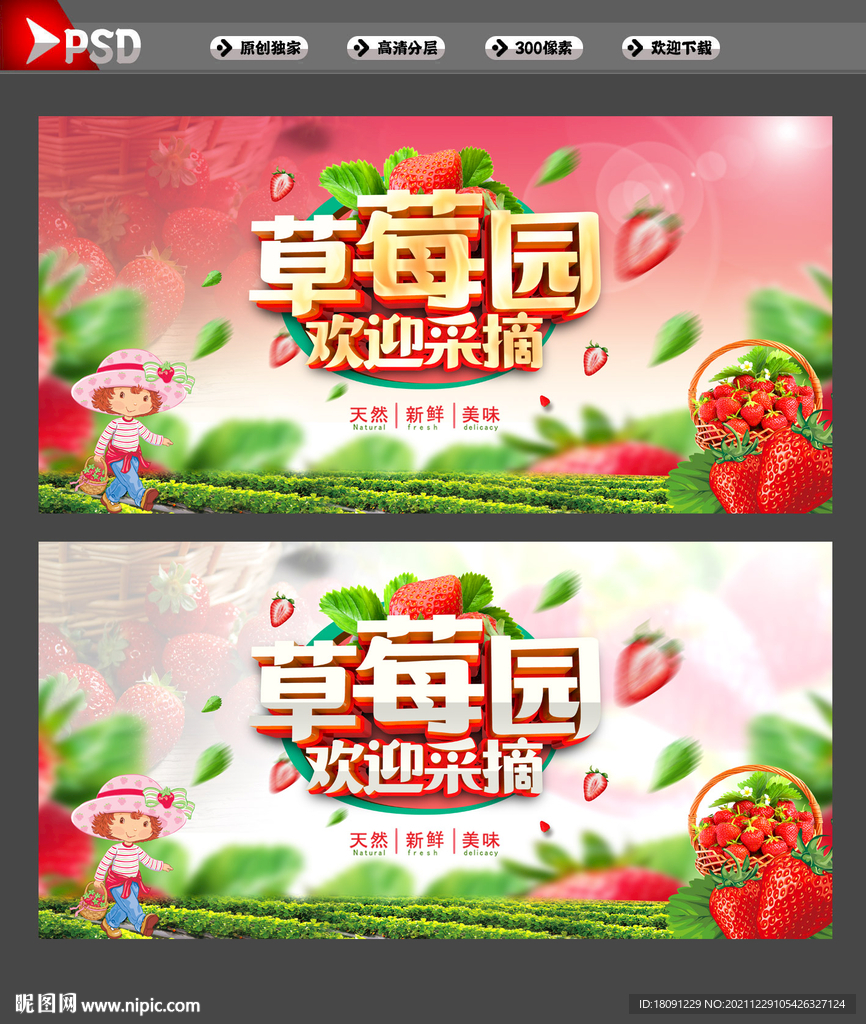 草莓采摘