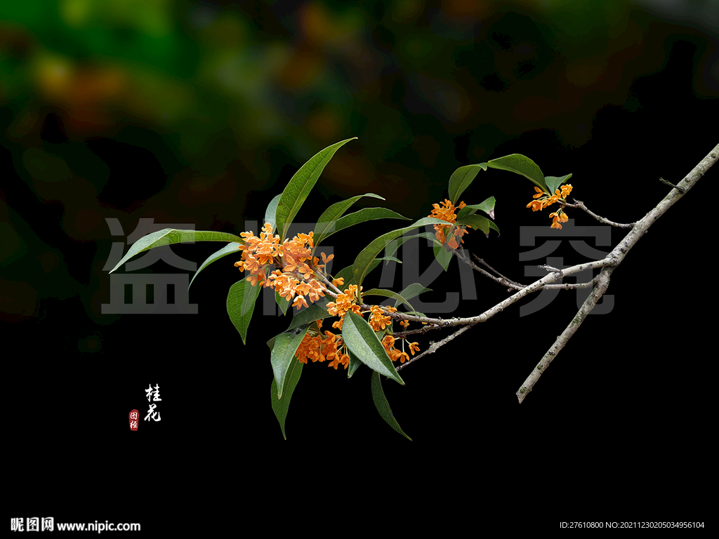 桂花