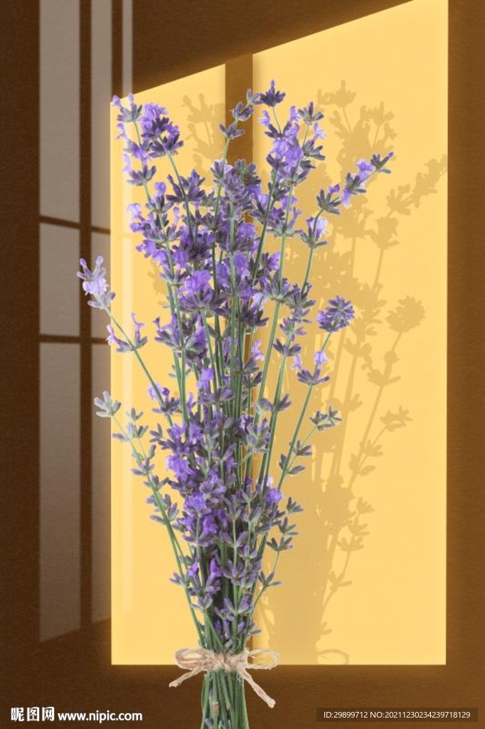 薰衣草