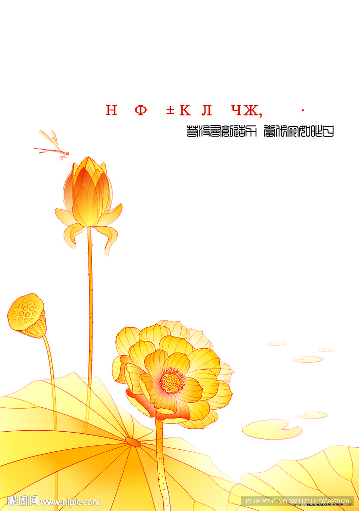 荷花莲花