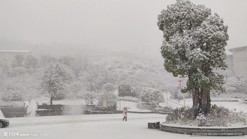 大雪 树与行人