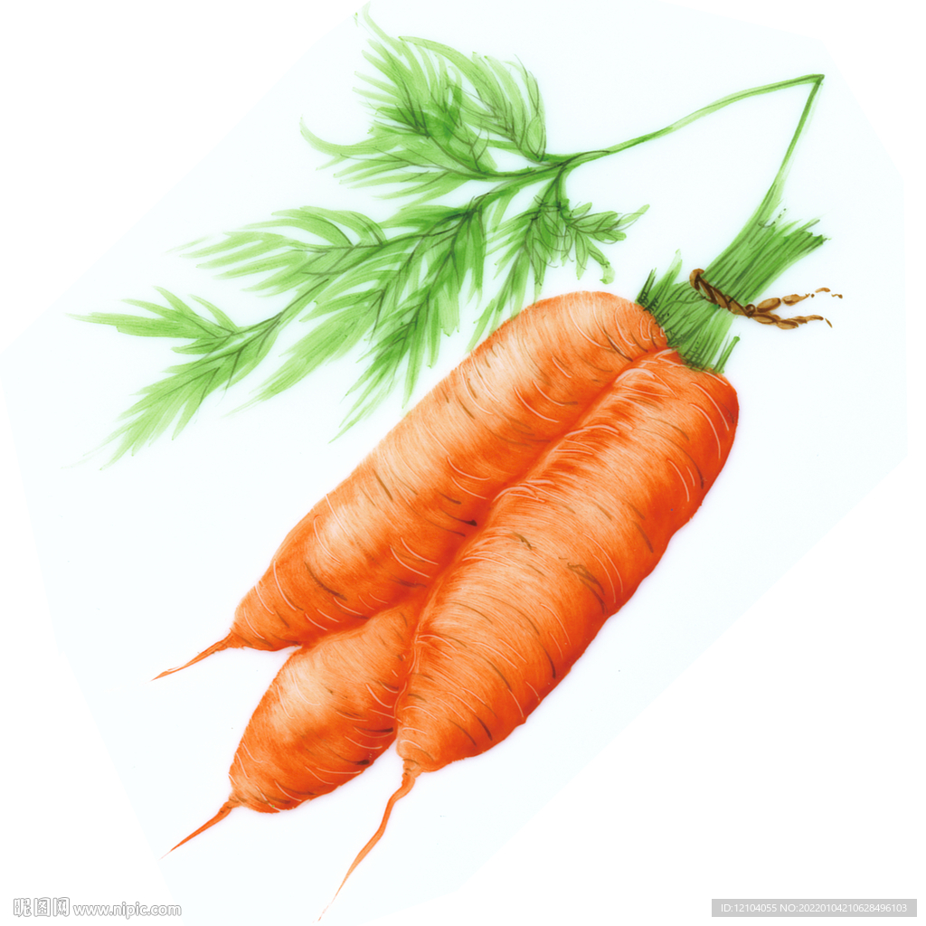 手绘红萝卜水彩蔬菜