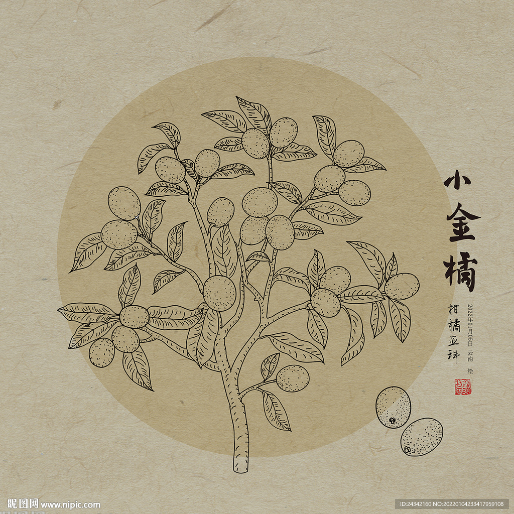 金橘