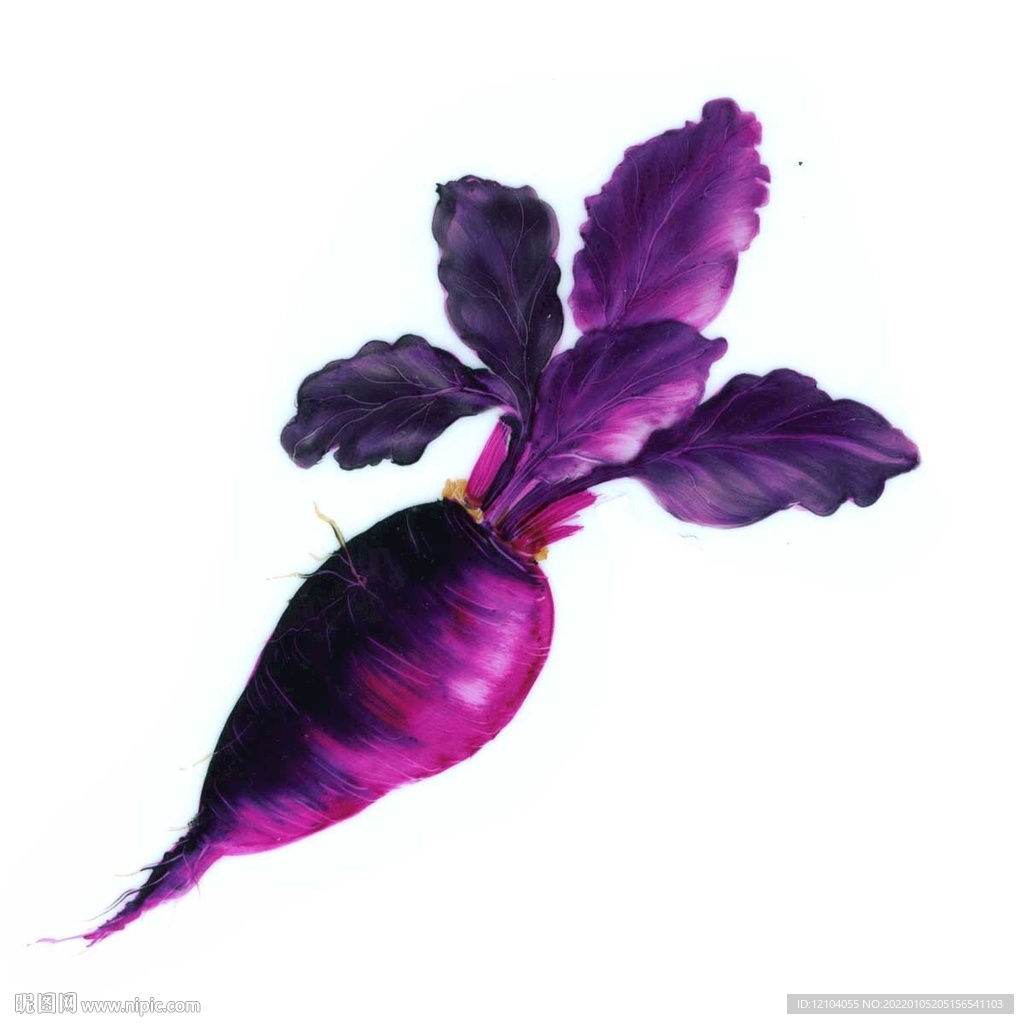 手绘紫萝卜