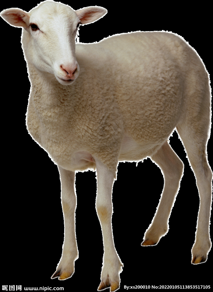 绵羊图片 山羊图片 绵羊展架 