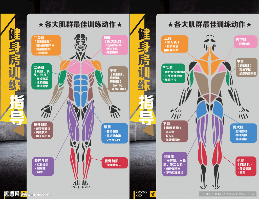 健身房展板肌肉图解