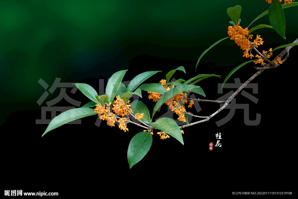桂花