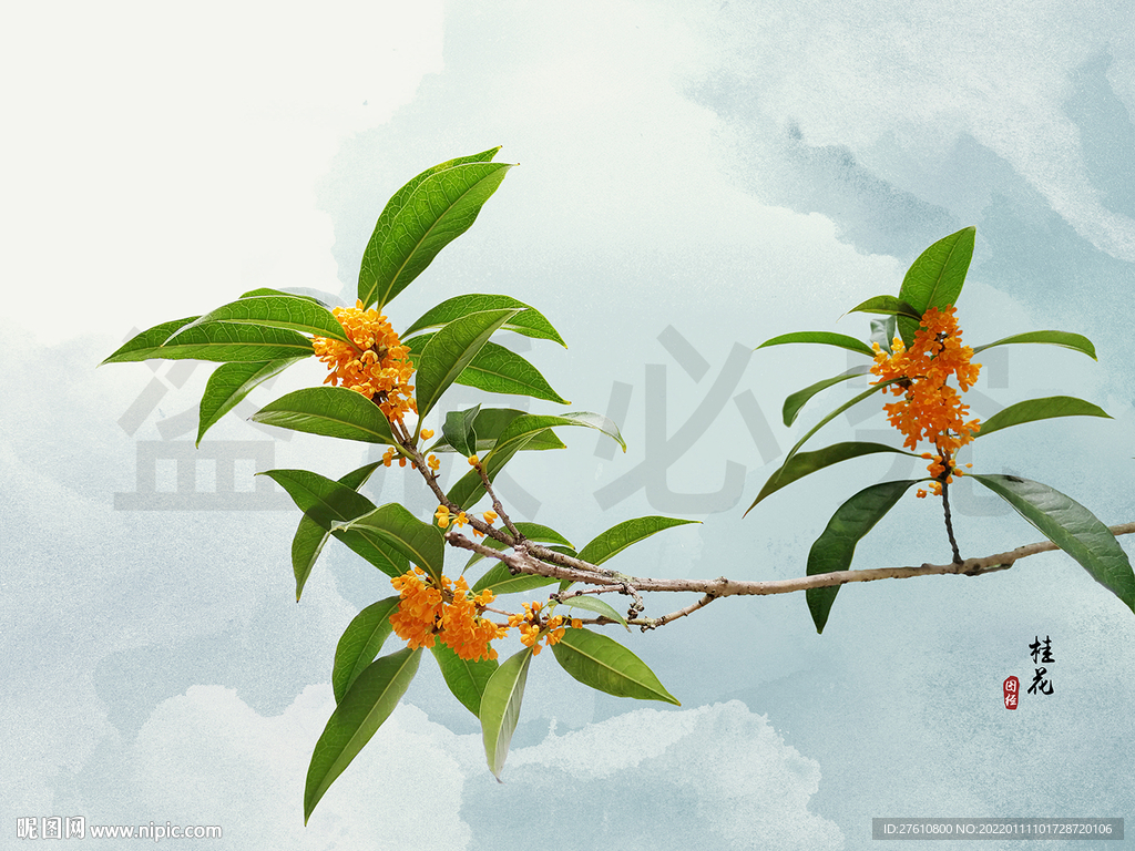 桂花