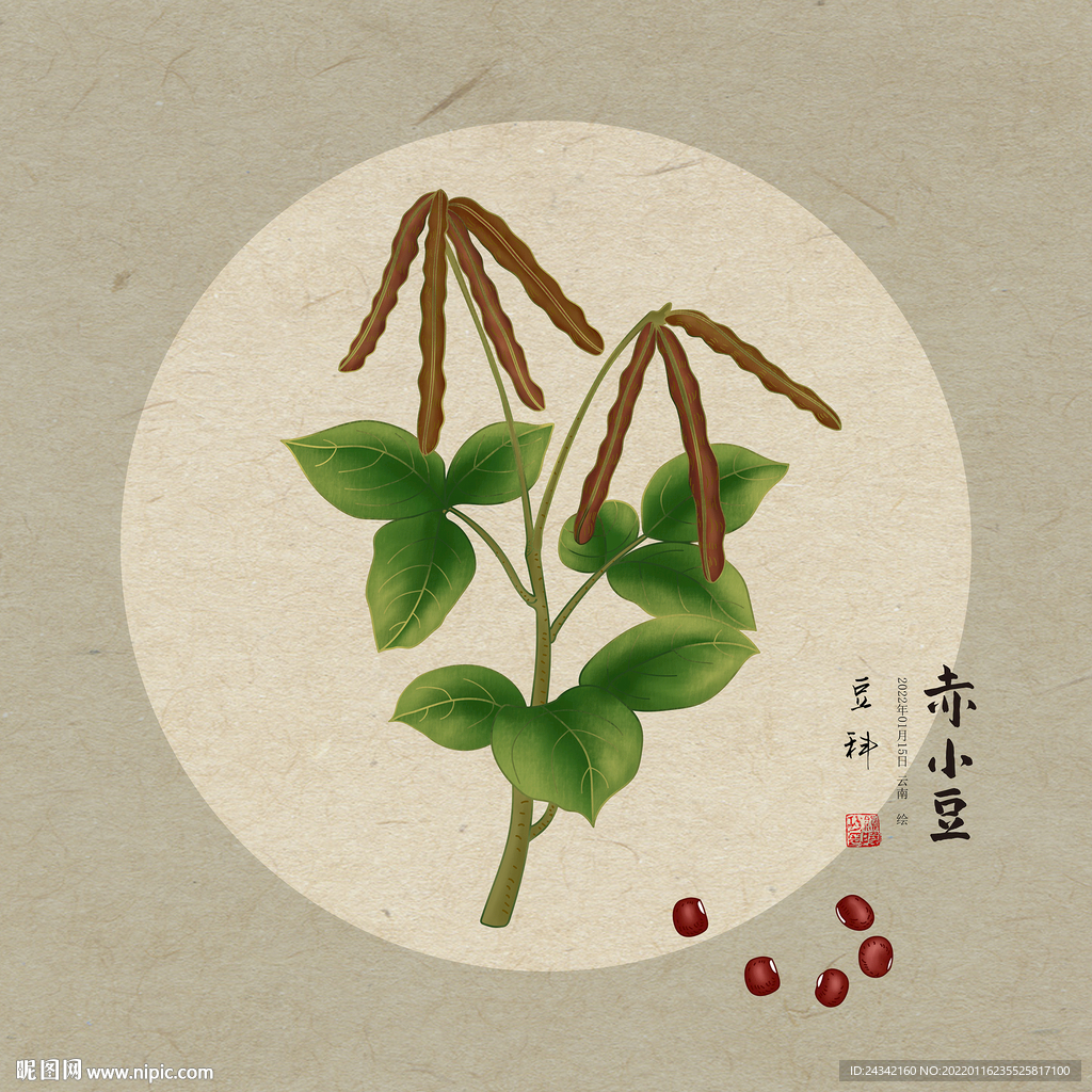 赤小豆