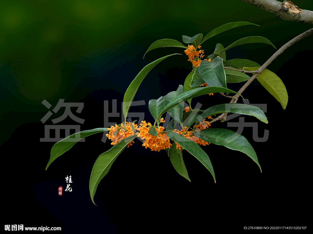 桂花